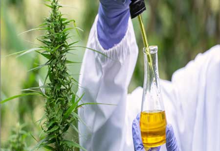 Precision and Purity: The Next Era of Cannabis Extraction